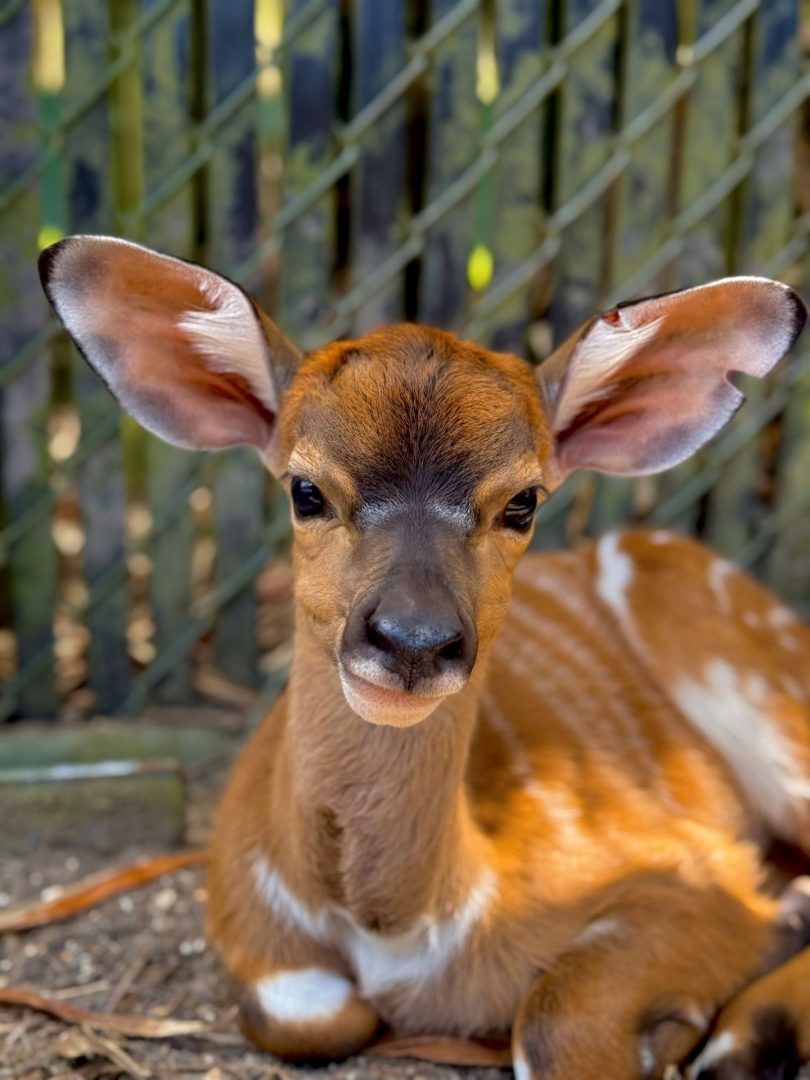 Baby Nyala at Animal Kingdom Lodge