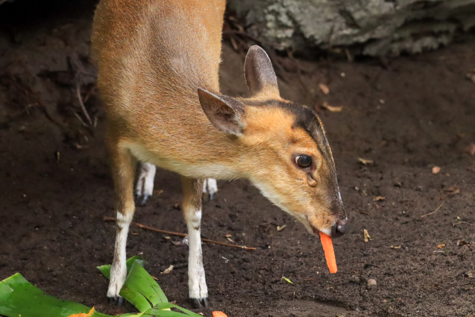 Carly at Disney's Animal Kingdom
