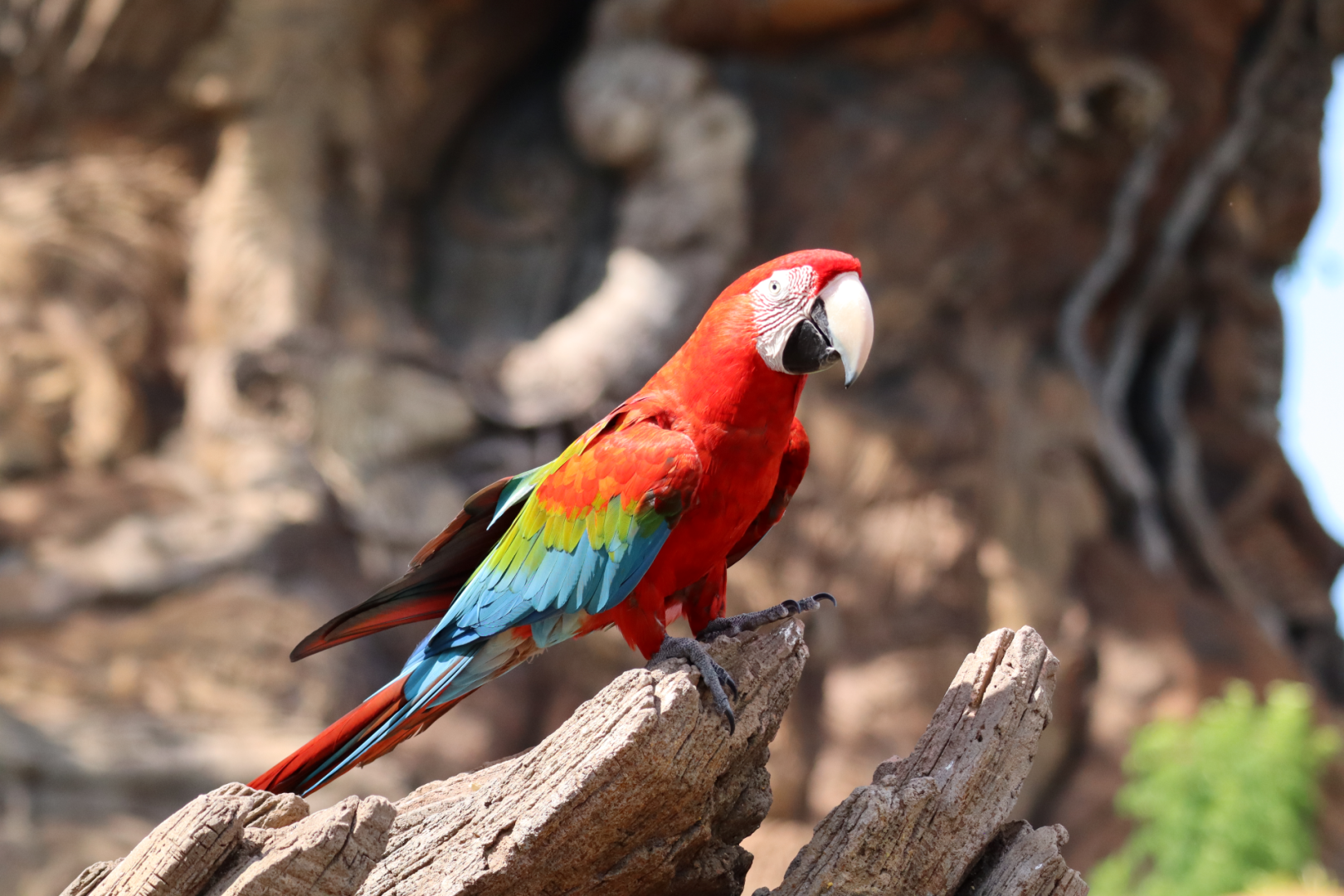 Winged Encounters at Animal Kingdom