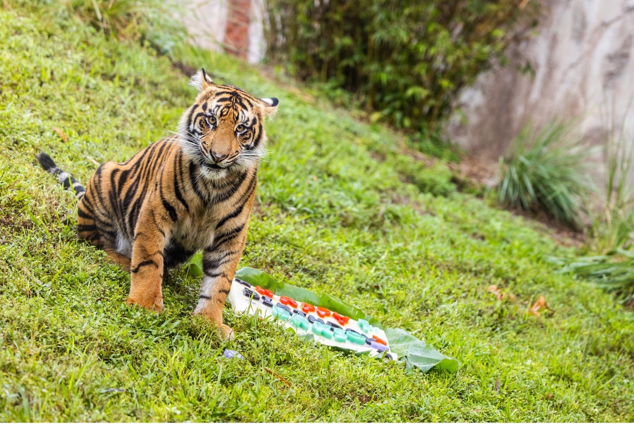 Tiger sitting in grass with happy birthday sign.