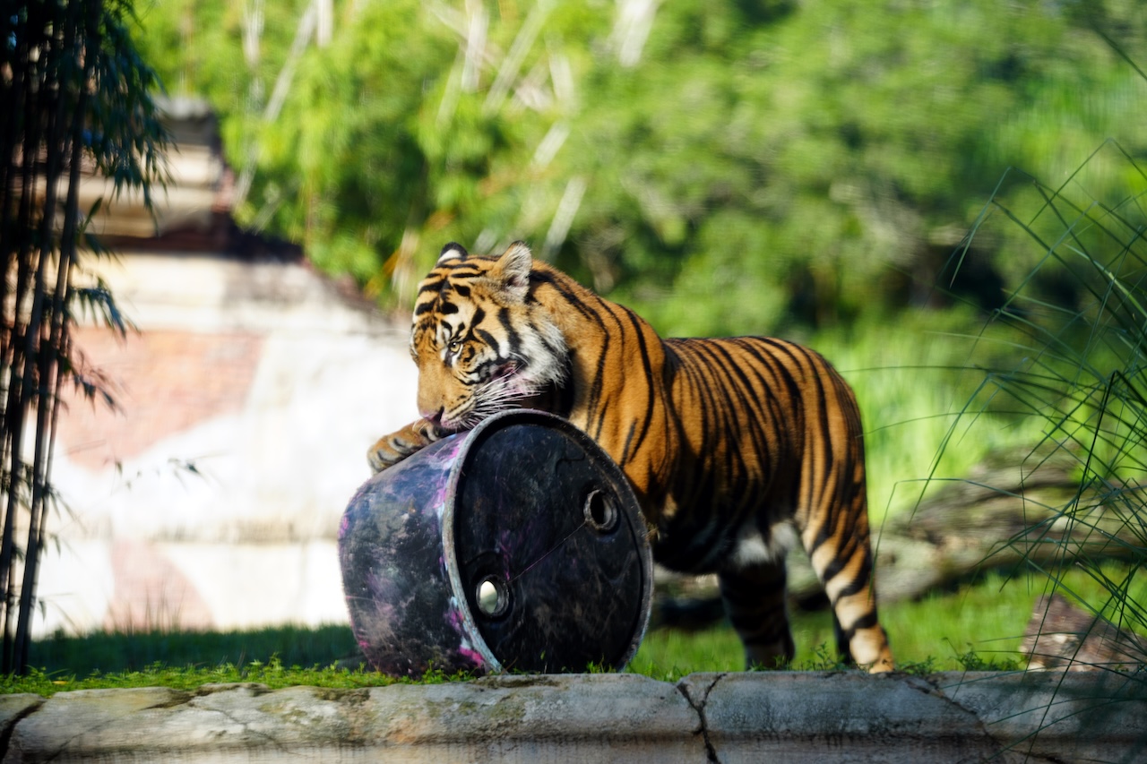Tiger playing with a barrel.
