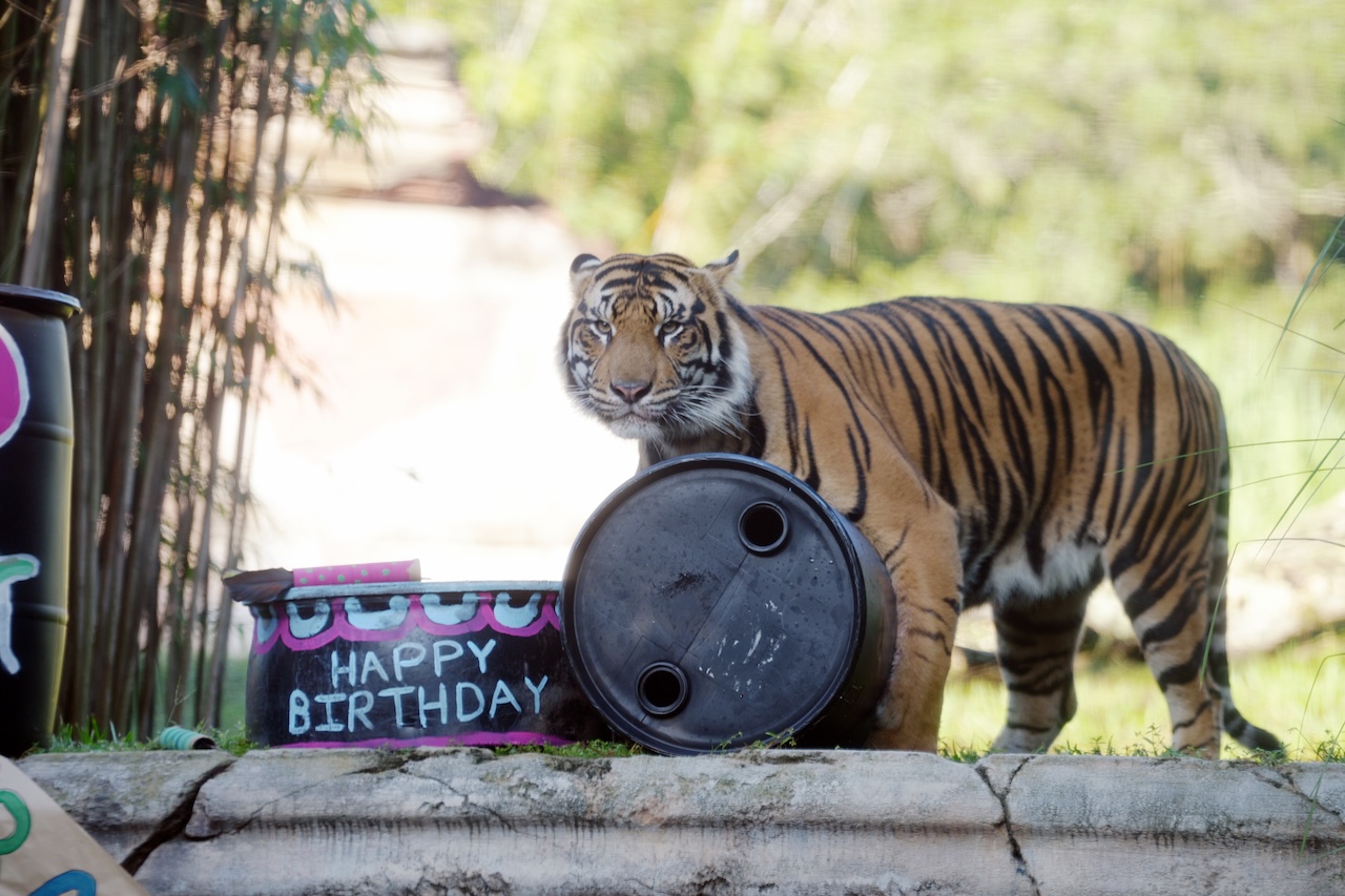 Tiger with barrel that says "happy birthday".